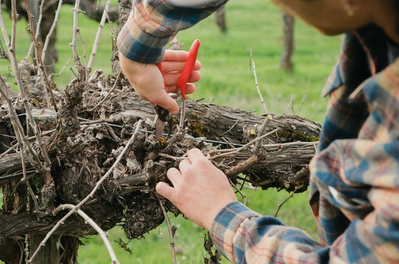 Reduces The Risk Of Pests And Plant Diseases