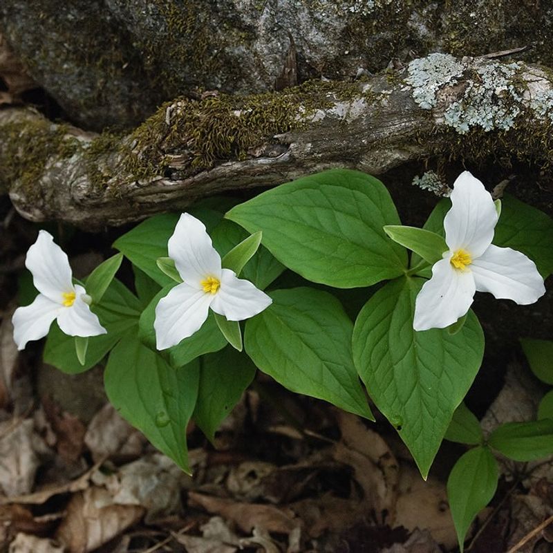 Large-Flowered Trillium