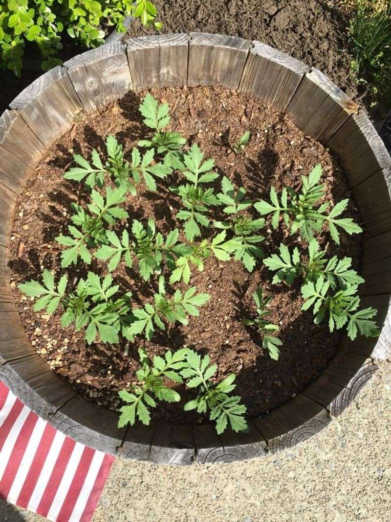 Marigolds Brighten Gardens And Attract Pollinators Early