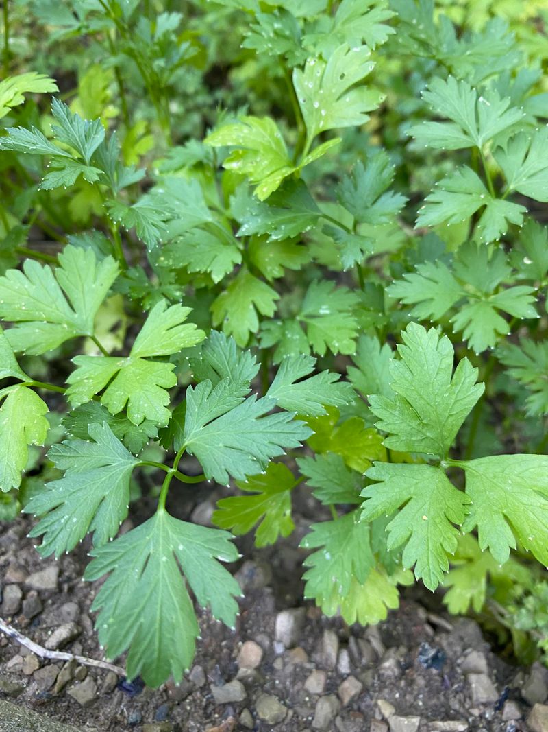 Parsley Gets Off To A Strong Start In Cool Spring Weather