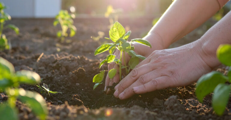 Herbs Pennsylvania Gardeners Can Safely Plant Outdoors In April
