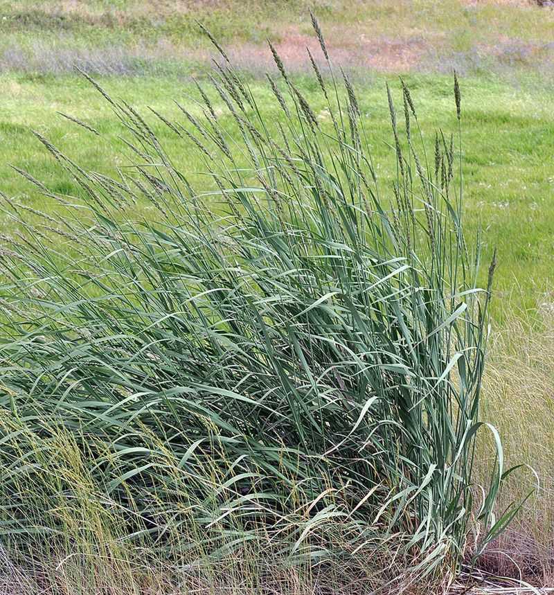 Native Grasses For Habitat