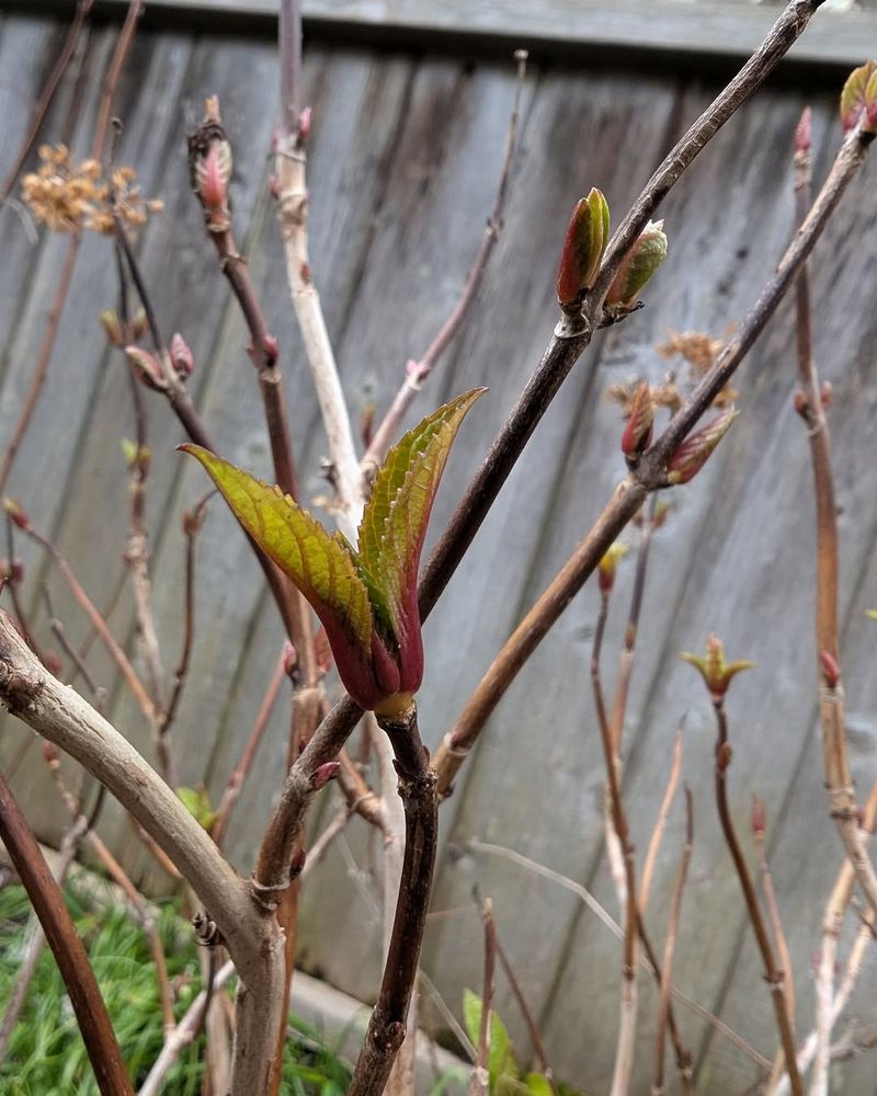 Warm April Days Can Wake Buds Up Too Early