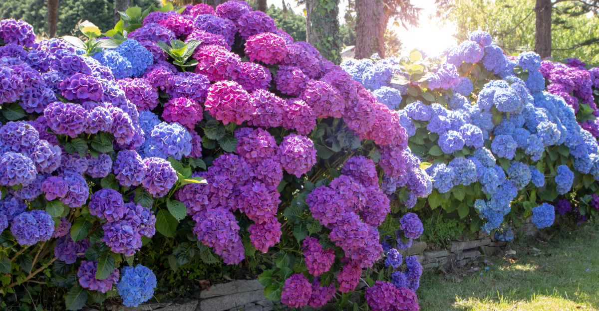 hydrangeas