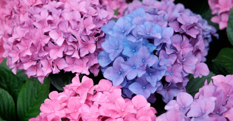 Here’s How Pennsylvania Gardeners Can Change The Color Of Their Hydrangeas