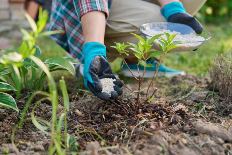 fertilizing hydrangea