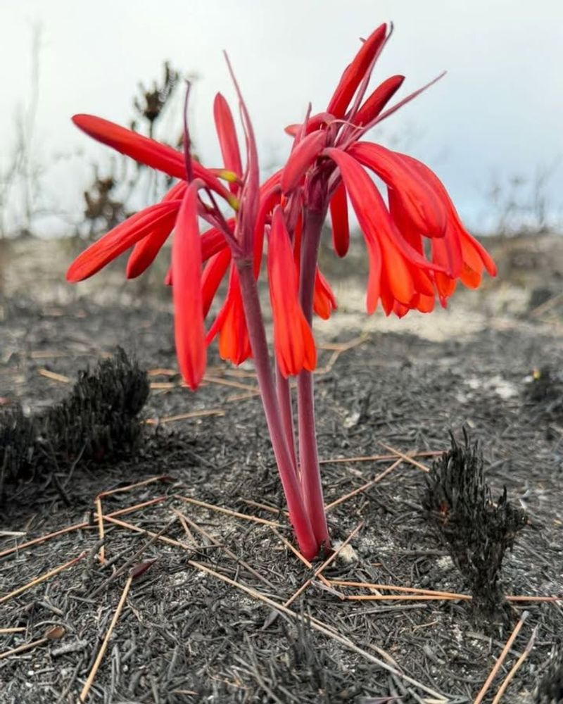 Fire Triggers Hidden Seeds