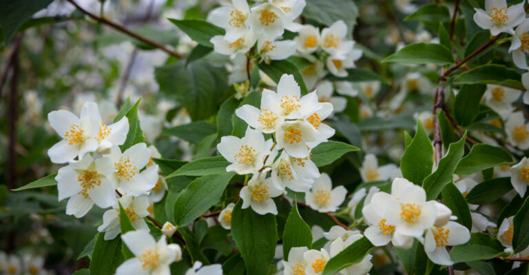 mock orange