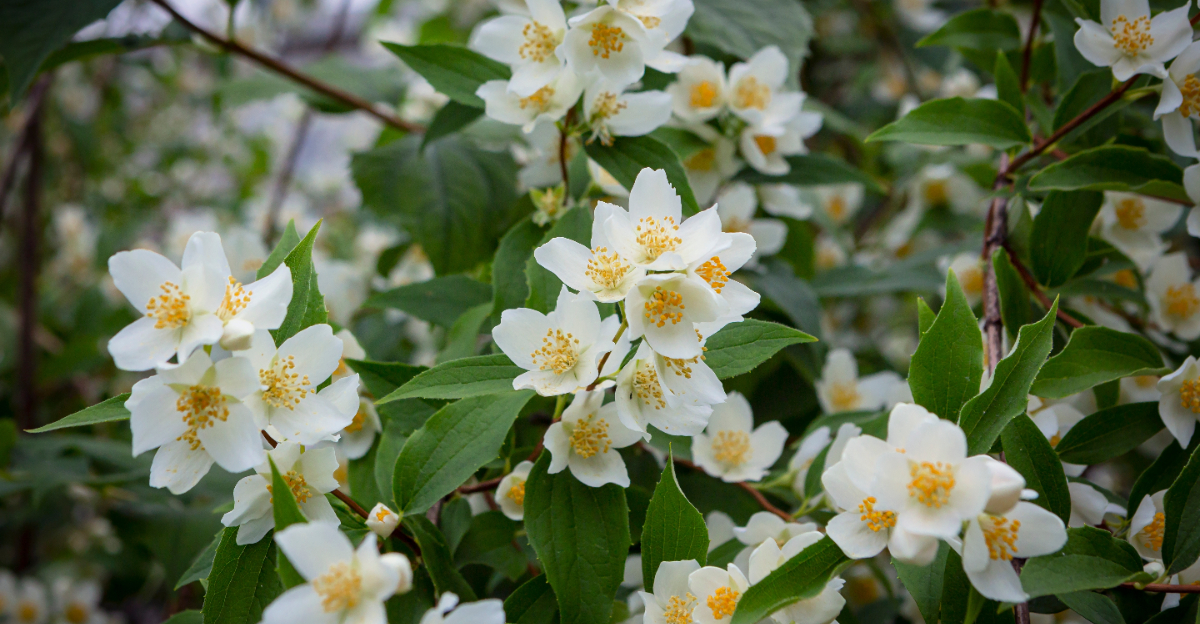 mock orange
