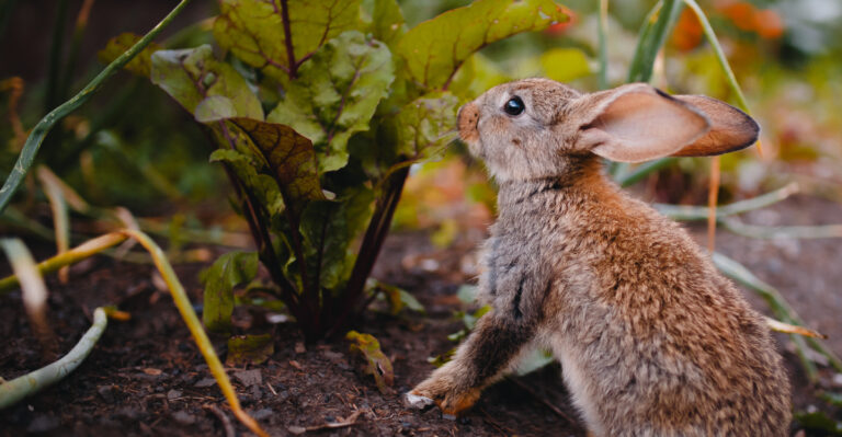 rabbit in garden