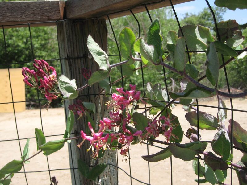 Why California Honeysuckle Stands Out