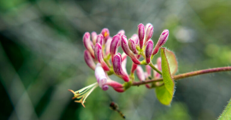 california honeysuckle