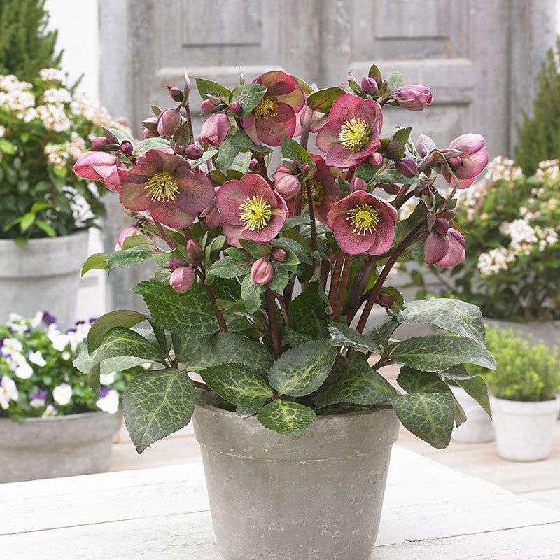 Hellebores Grace Pots With Early Blooms