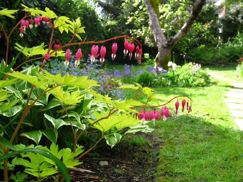 Bleeding Heart Flourishes In Shaded Areas