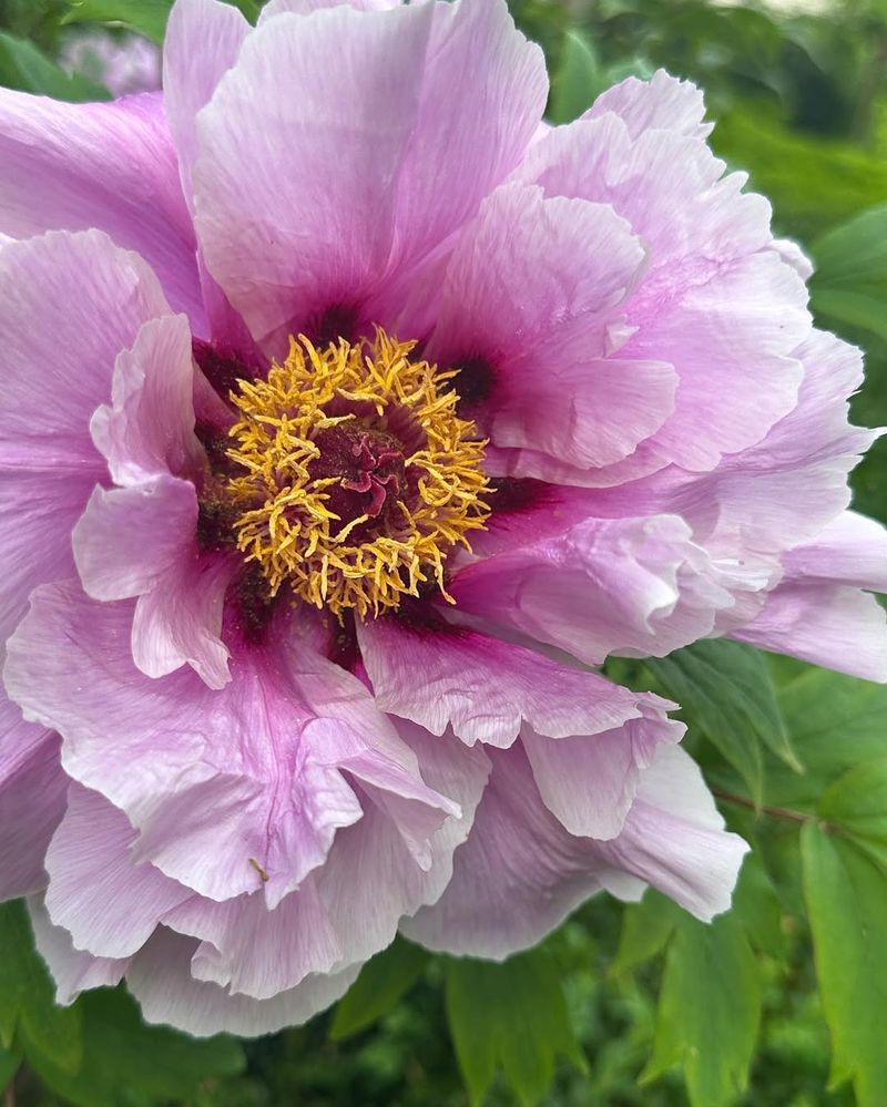 Tree Peony