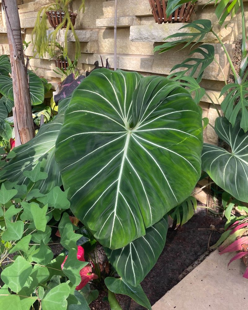 Philodendron