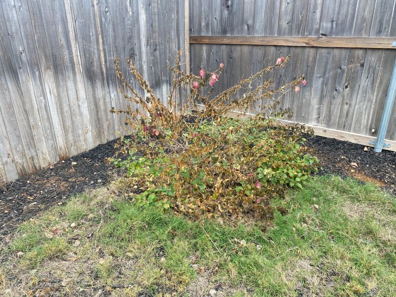 Bougainvillea Usually Bounces Back With Time