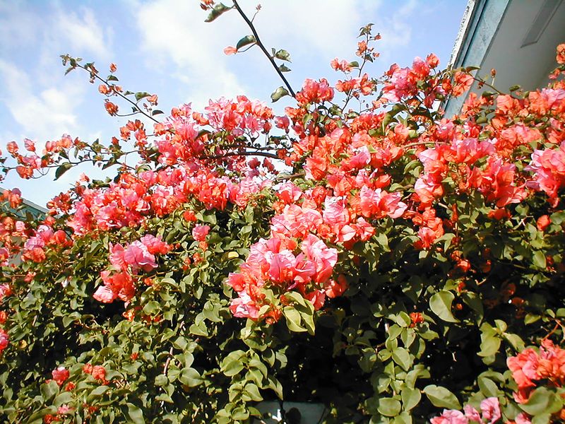 Bougainvillea Benefits From Light Pruning Before New Growth
