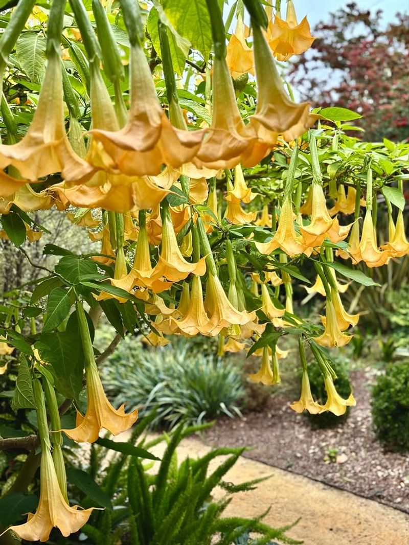 Angel's Trumpet (Brugmansia)