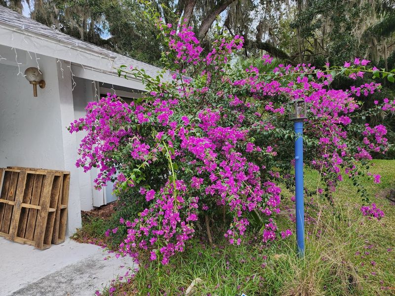 Bougainvillea