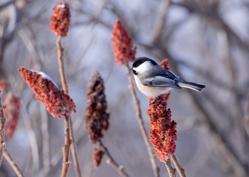 Sumac Shrubs Fill Your Yard With Movement