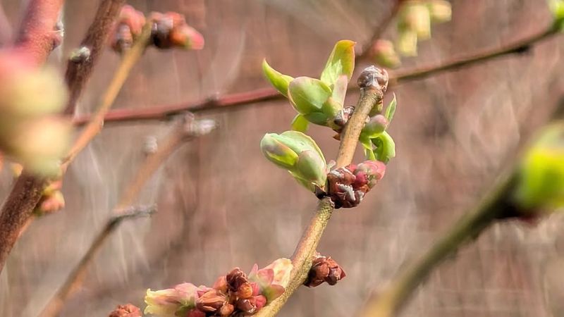 Swelling Buds Reveal Plants Are Waking Up