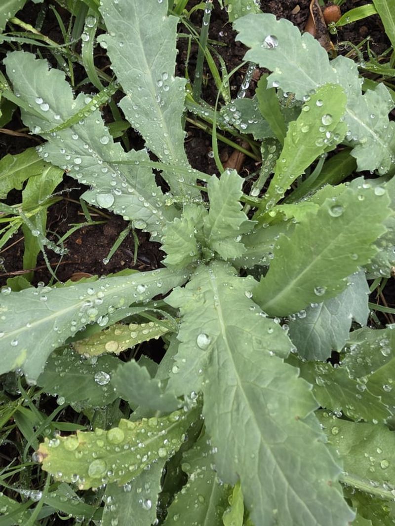 Spring Rain Boosts Weeds