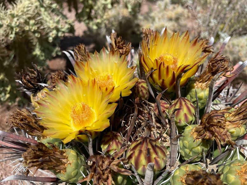 Cactus And Desert Plants Are Displayed In Dedicated Garden Areas