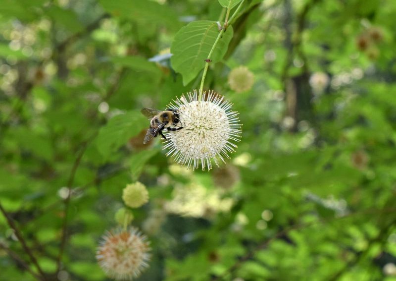 Buttonbush Attracting Bees Butterflies And Hummingbirds