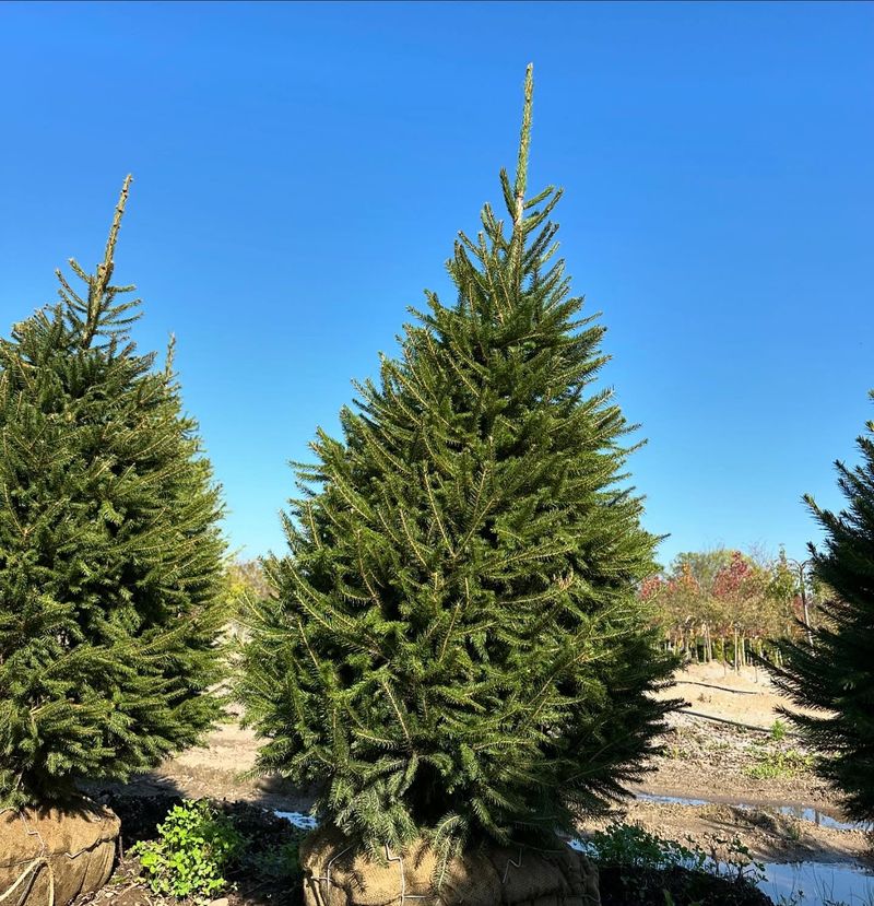 Norway Spruce