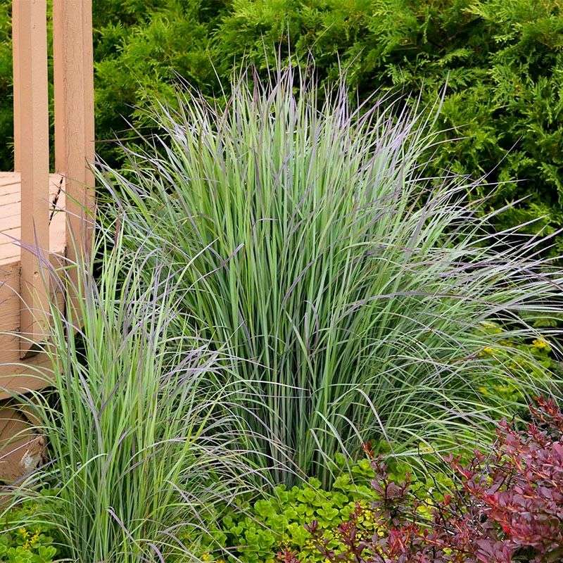 Choose Native Plants That Naturally Look Tidy