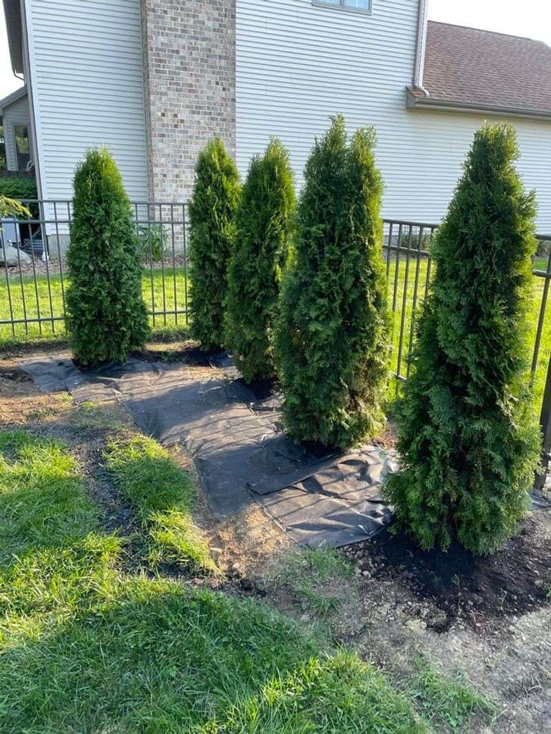 Plant Evergreens For Year-Round Structure And Privacy