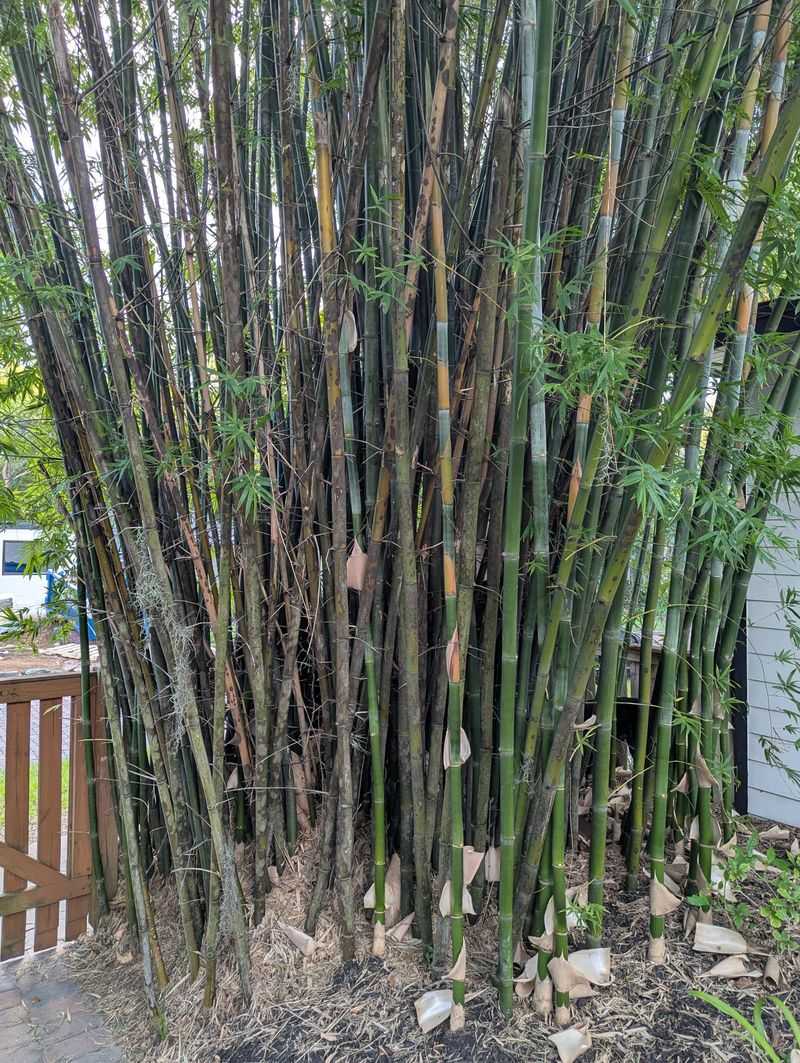 Bamboo (Running Types)