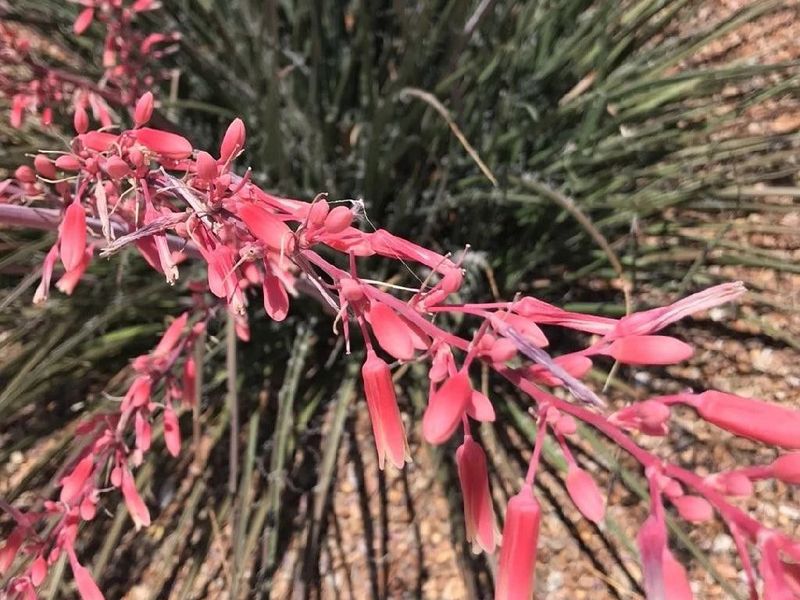 Watch For Cold Damage From Winter Nights