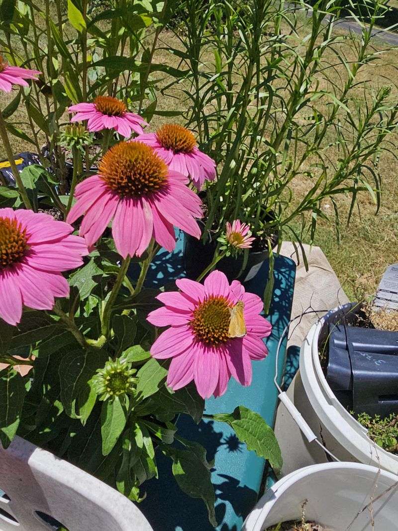 Give Coneflowers Plenty Of Sun From The Start