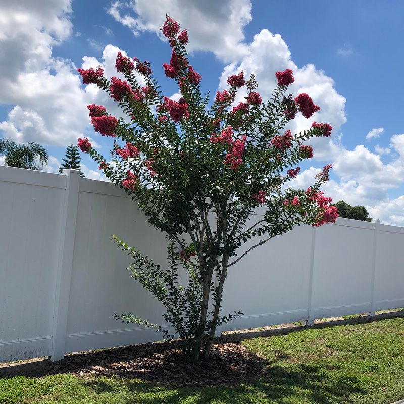 Shape Crape Myrtles After Other Pruning Is Done