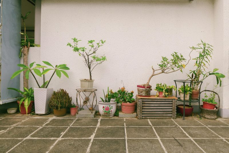 Choose The Right Outdoor Spot For Each Plant