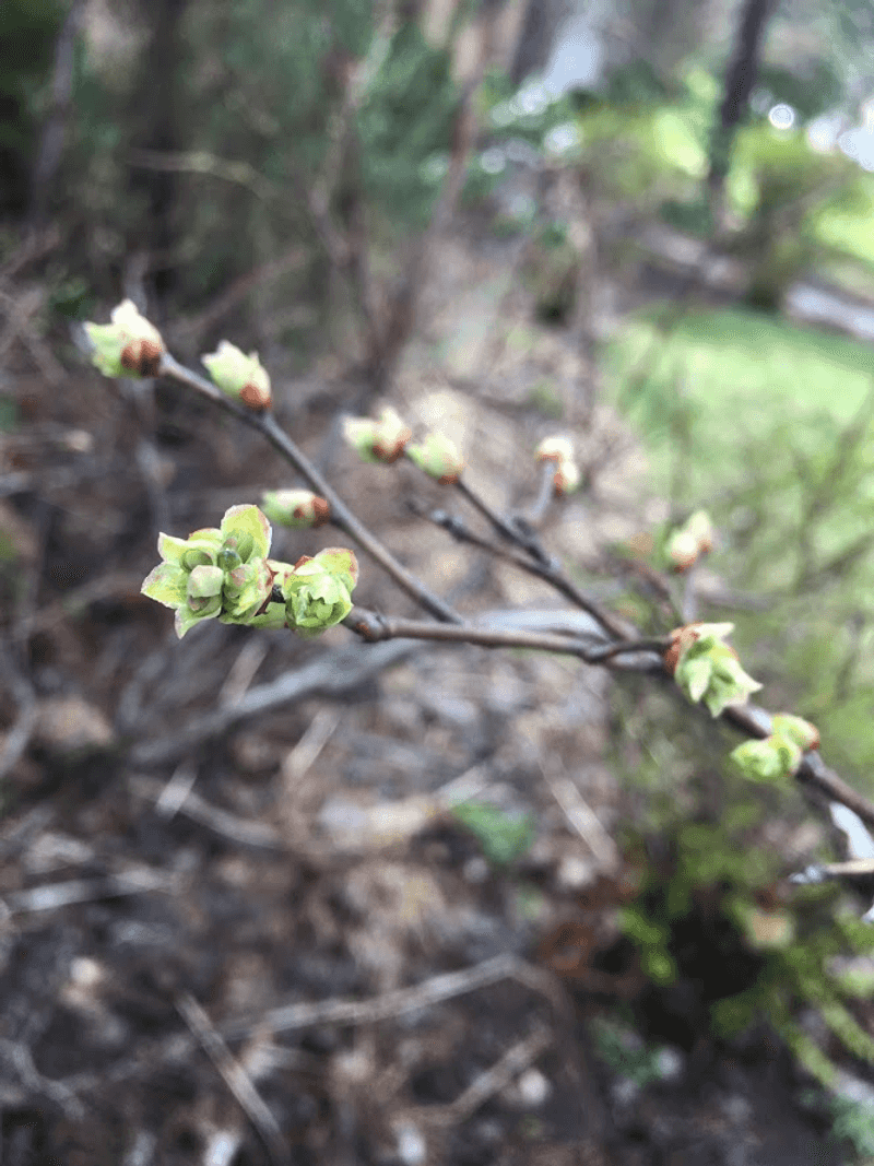 Monitor Plants As Temperatures Warm For Recovery