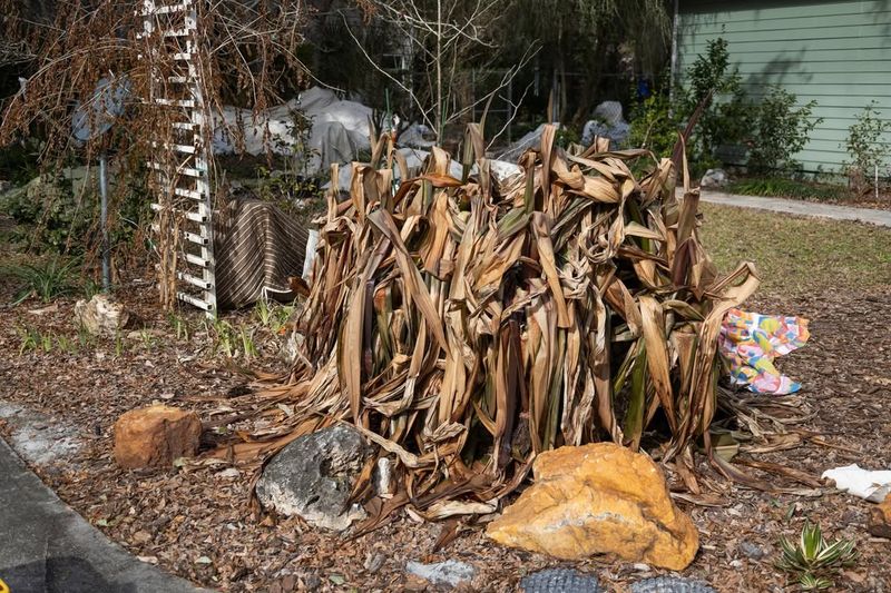 Avoid Heavy Watering Right After The Cold