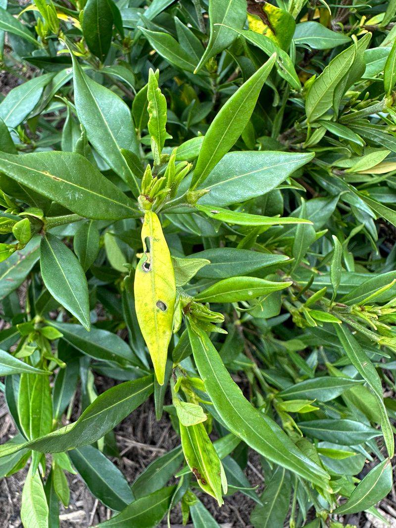 Watch New Growth Closely For Yellow Leaves And Bud Problems