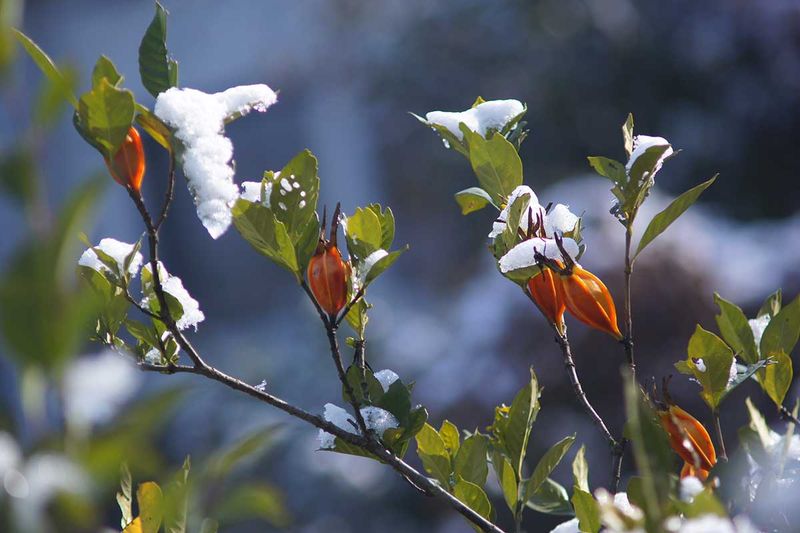 Protect Buds On Cold Snap Nights
