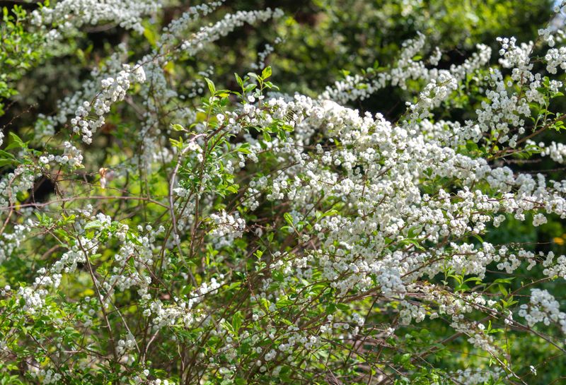 Skip Spring-Blooming Spirea Cuts Until Post-Flowering