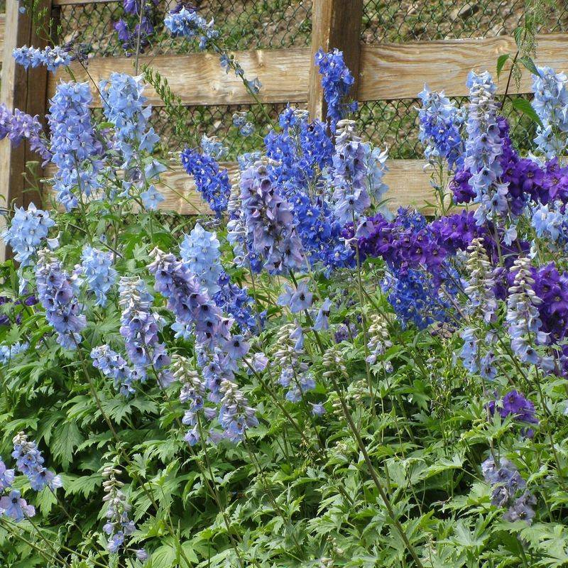 Delphinium (Delphinium elatum)