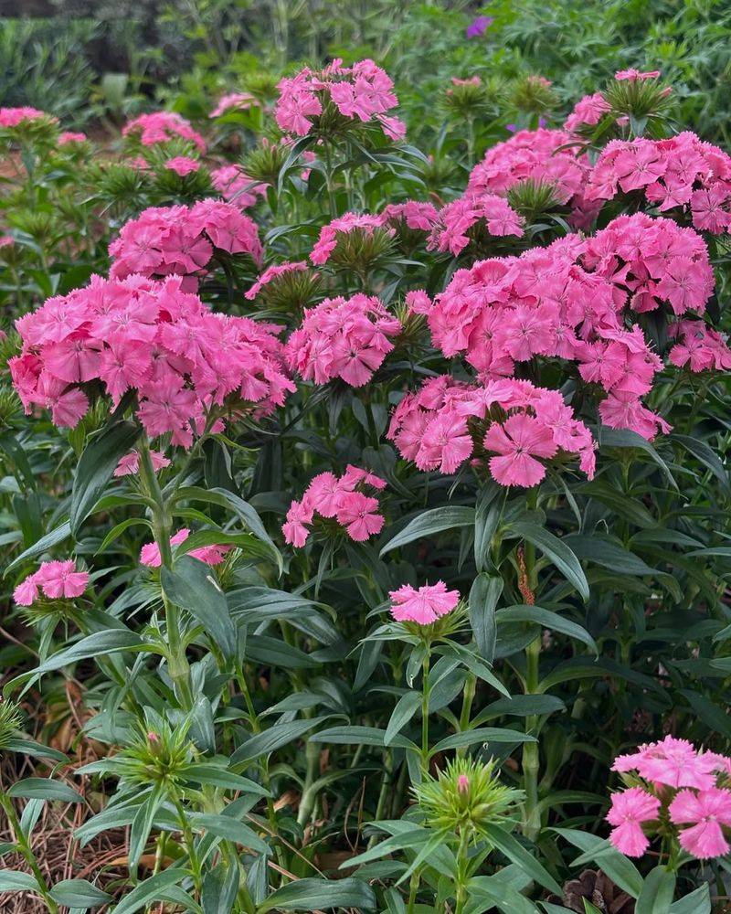 Sweet William