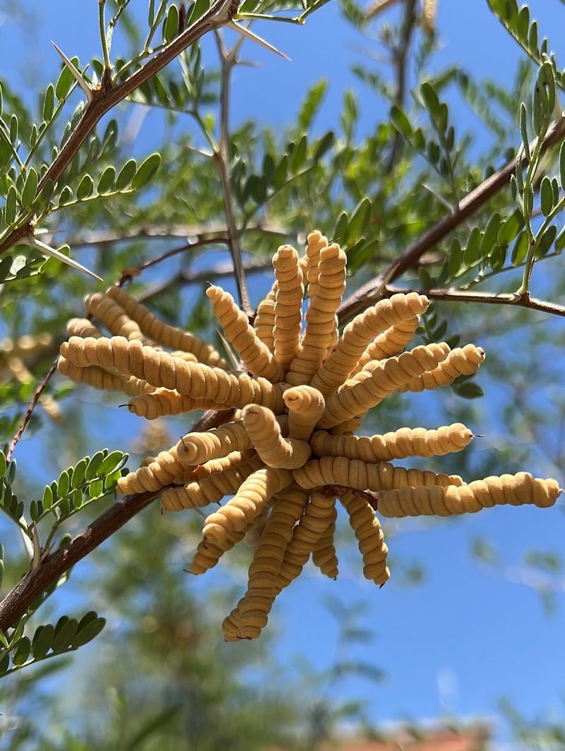 Screwbean Mesquite Stands Out With Twisted Spiral Pods