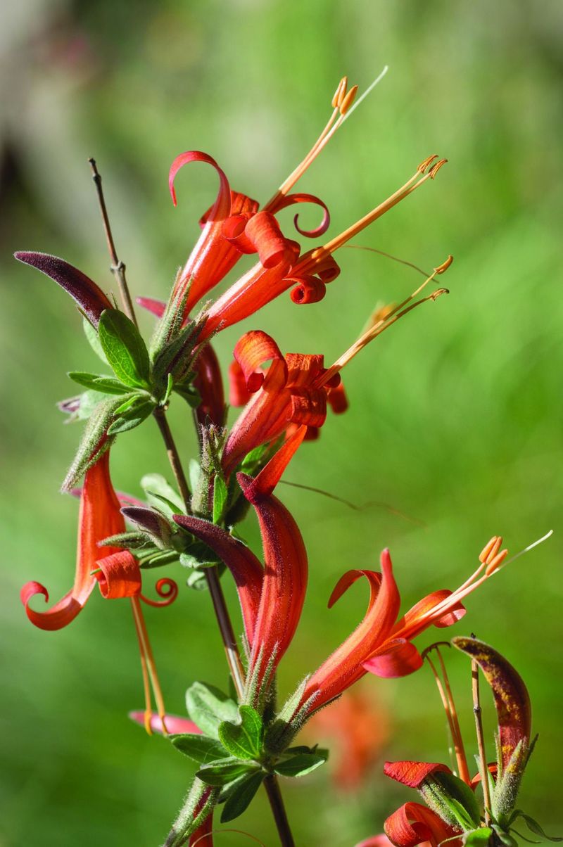 Desert Honeysuckle Bringing Color And Nectar
