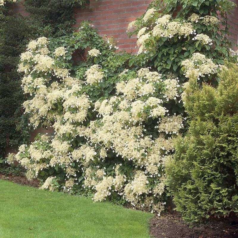 Climbing Hydrangea That Slowly Turns Walls Into Living Lace