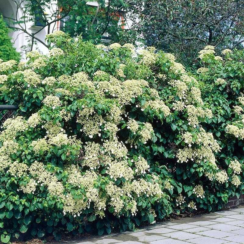 Climbing Hydrangea (Hydrangea Anomala Subsp. Petiolaris)