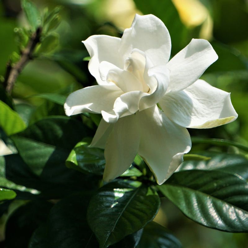 Gardenia (Gardenia jasminoides)
