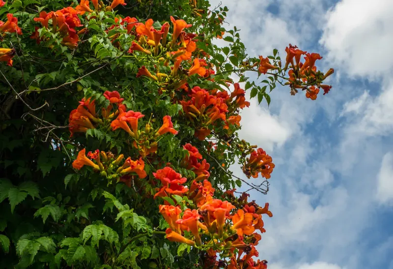 Trumpet Vine